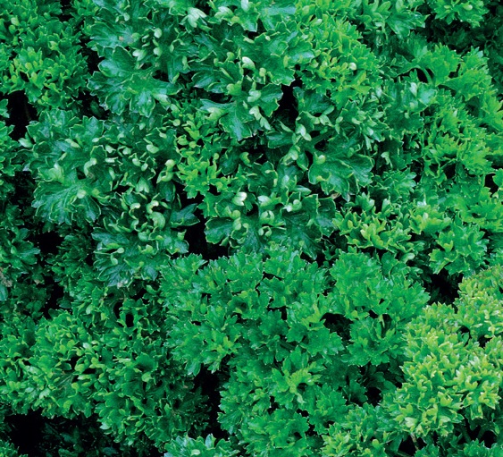 Salsa Crespa Verde Escuro (sementes)